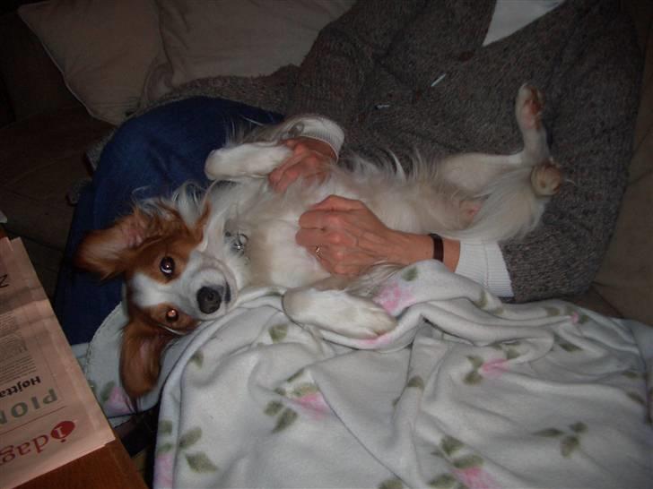 Kooikerhondje Robin - smil til kameraet billede 5