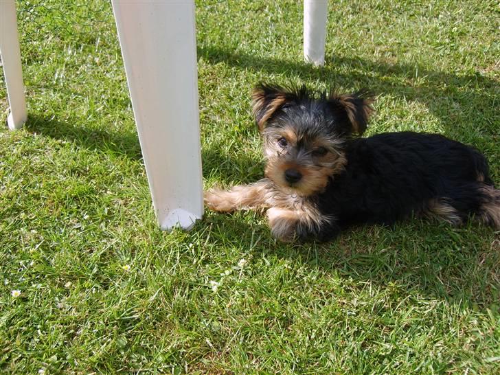 Yorkshire terrier Felix billede 13