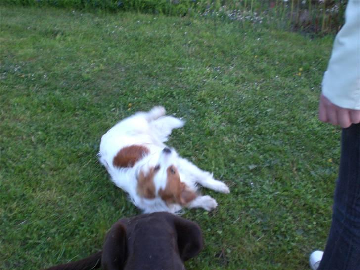 Kooikerhondje Robin - rull robin billede 6