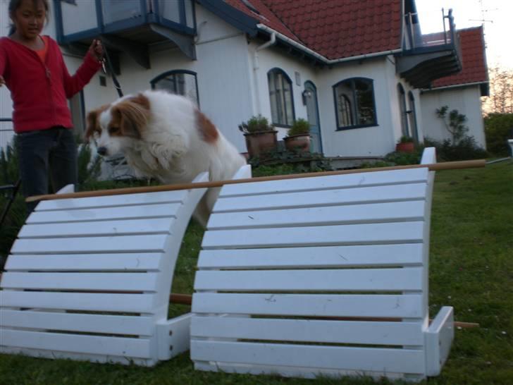 Kooikerhondje Robin - springer alt hvad jeg kan billede 7