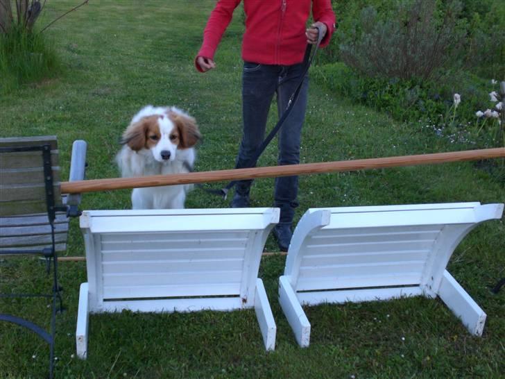 Kooikerhondje Robin - jeg er meget højt oppej billede 8
