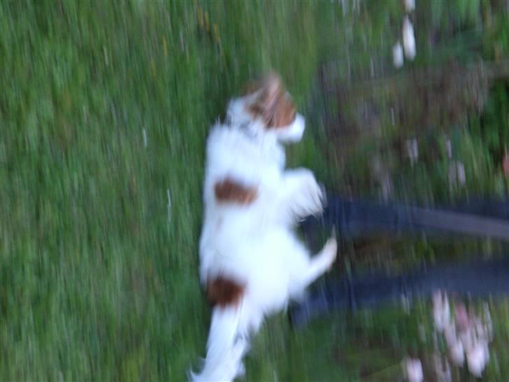 Kooikerhondje Robin - jeg ruller rundt så meget jeg kan billede 9