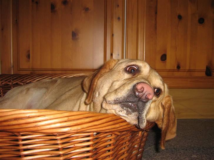 Labrador retriever Molly billede 6