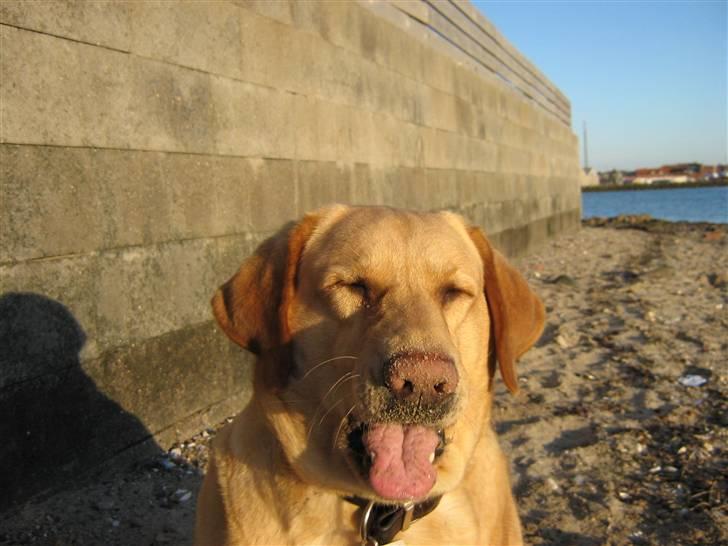 Labrador retriever Molly billede 16