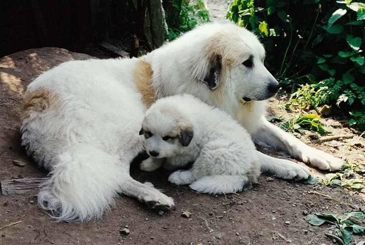 Pyreneerhund Sandybear's Esibelle - Esibelle med sin søn Garonne 5 uger gammel billede 1