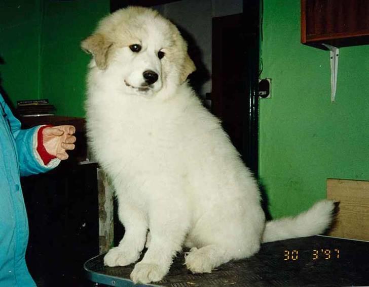 Pyreneerhund Sandybear's Esibelle - Esibelle 5 uger  billede 2