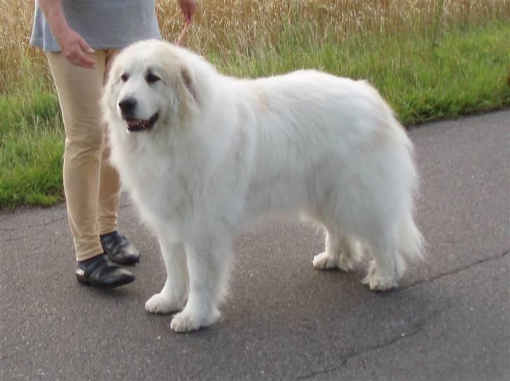 Pyreneerhund Sandybear's Esibelle - Årets veteran - her 10½ år gammel billede 3