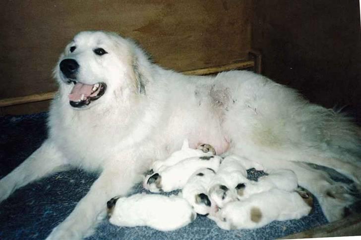 Pyreneerhund Sandybear's Esibelle - Med nyfødte hvalpe billede 4