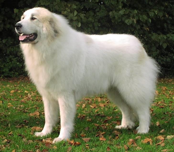 Pyreneerhund Sandybear's Esibelle - På udstilling billede 5