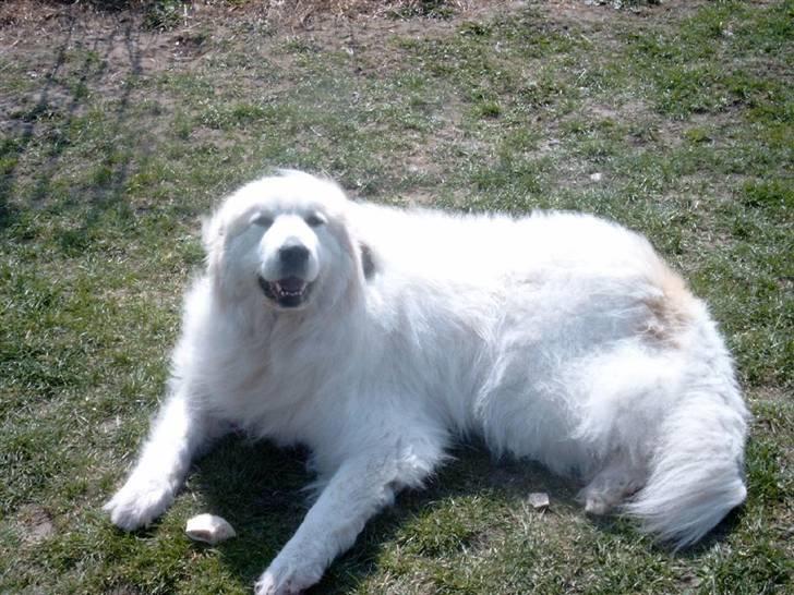 Pyreneerhund Sandybear's Esibelle - Afslapning herhjemme billede 6