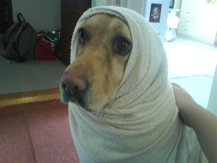 Labrador retriever Molly billede 1