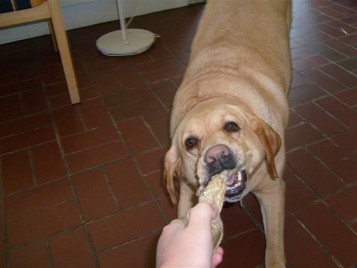 Labrador retriever Molly billede 2