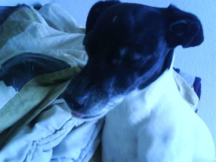 Dansk svensk gaardhund Kvik *R.I.P* min baby:´( billede 17