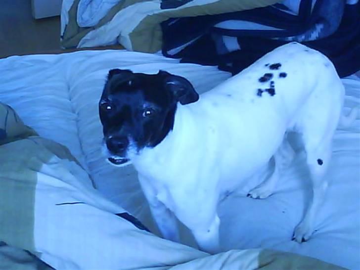 Dansk svensk gaardhund Kvik *R.I.P* min baby:´( billede 18