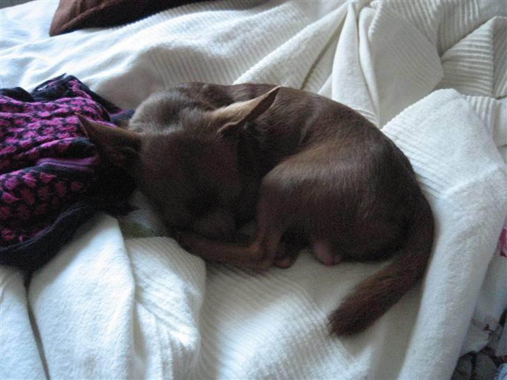 Chihuahua Bailey billede 10