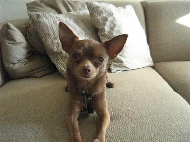 Chihuahua Bailey billede 4