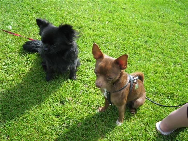 Chihuahua Bailey - På udstilling fik vi en ny ven :-) billede 11