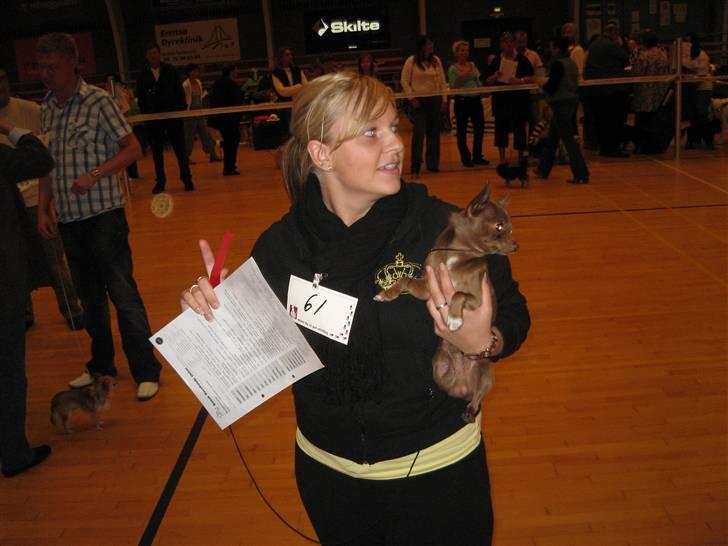 Chihuahua Bailey - På udstilling hvor vi vandt en 1. plads :-) billede 12