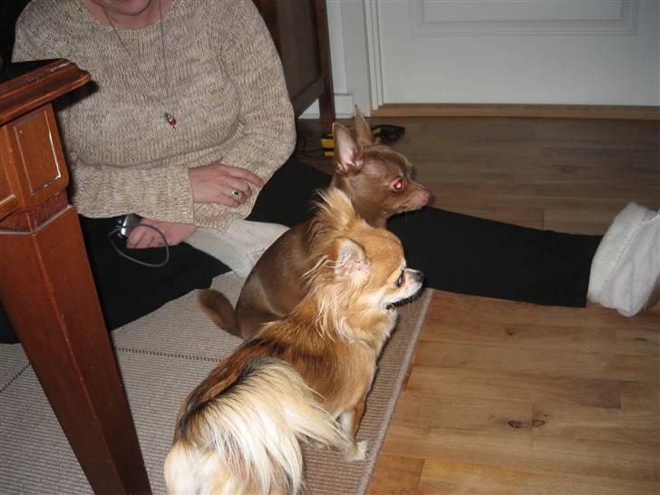 Chihuahua Bailey billede 13