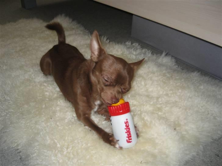 Chihuahua Bailey billede 19