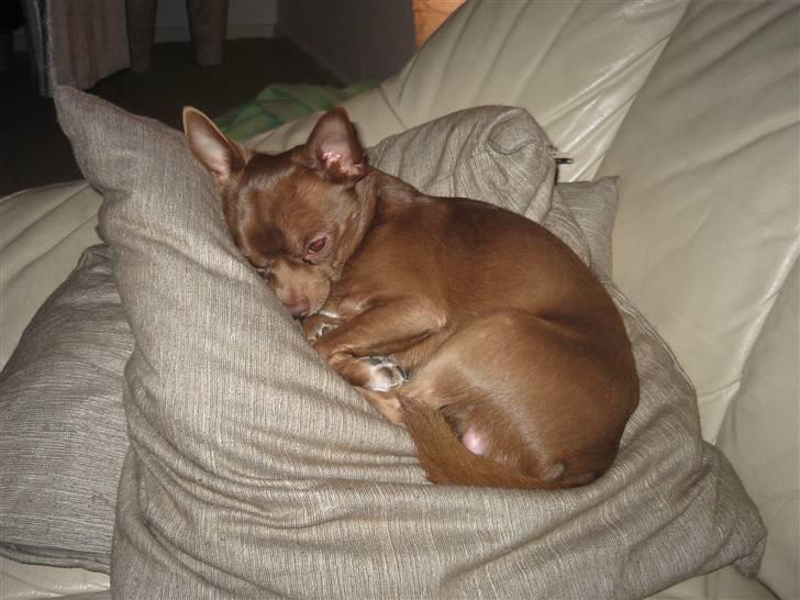 Chihuahua Bailey - Putter dejligt i mors sofa billede 6