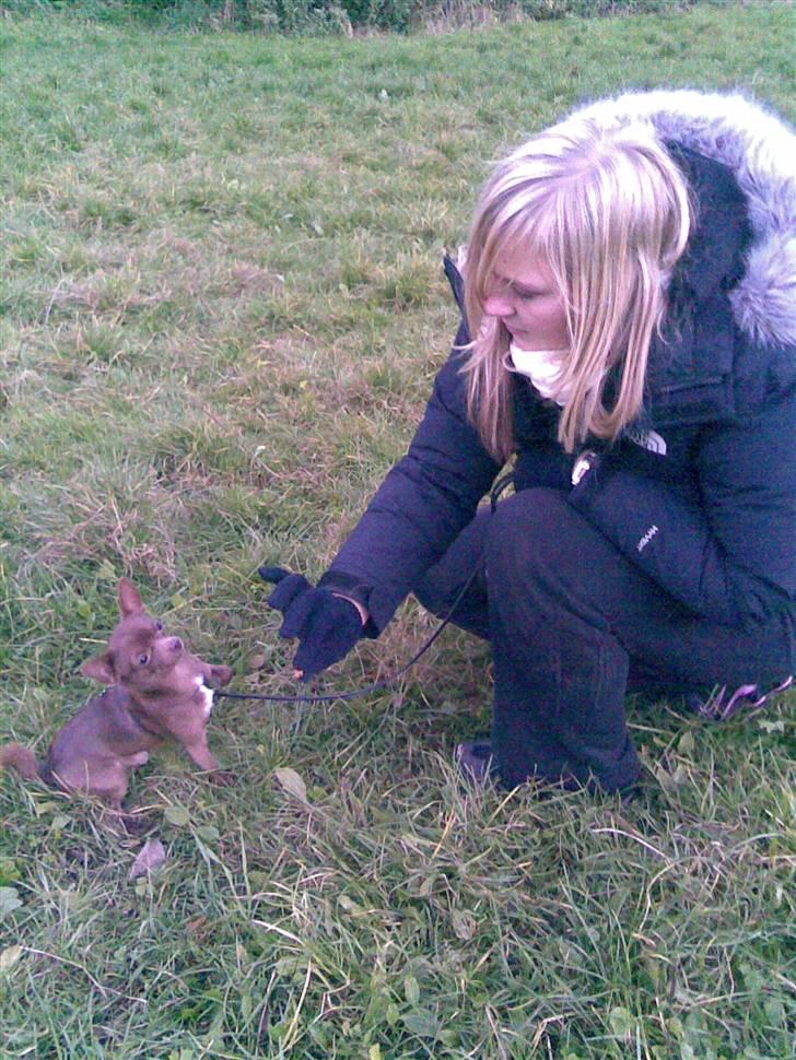 Chihuahua Bailey - På hundeskole billede 15