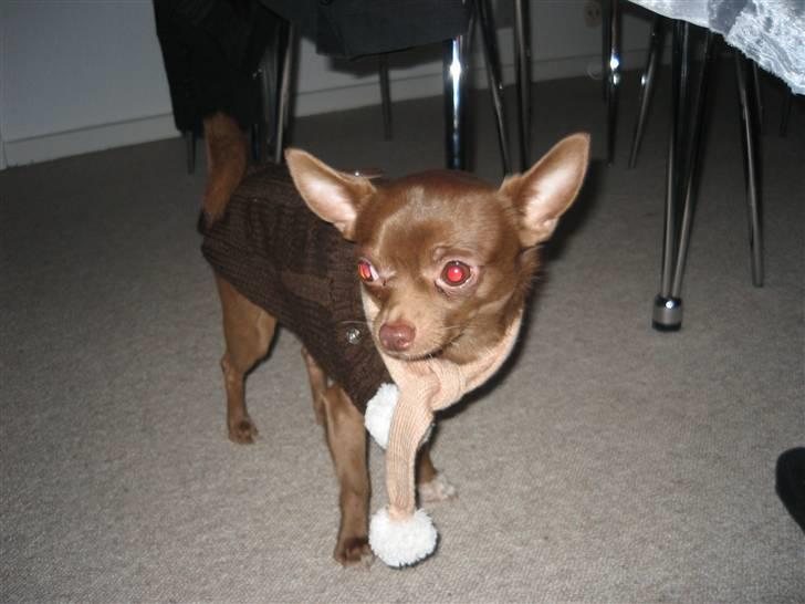 Chihuahua Bailey - Se mig! med min nye vinter trøje :) billede 8