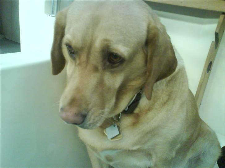 Labrador retriever Molly billede 3