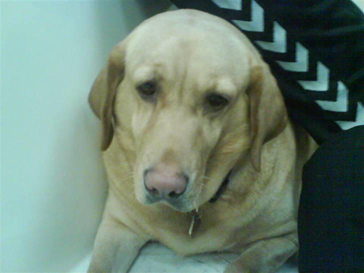 Labrador retriever Molly billede 4