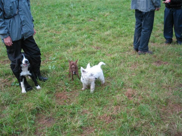 Chihuahua Bailey - På hundeskole billede 16