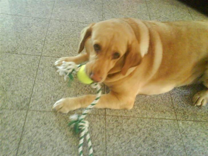 Labrador retriever Molly billede 5