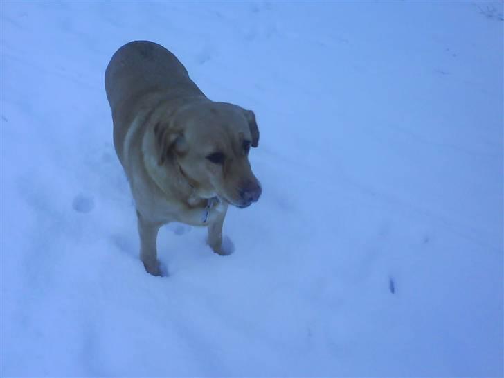 Labrador retriever Molly billede 6