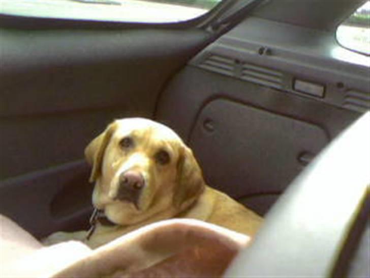 Labrador retriever Molly billede 7