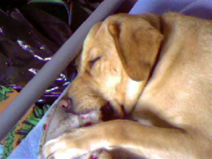 Labrador retriever Molly billede 8