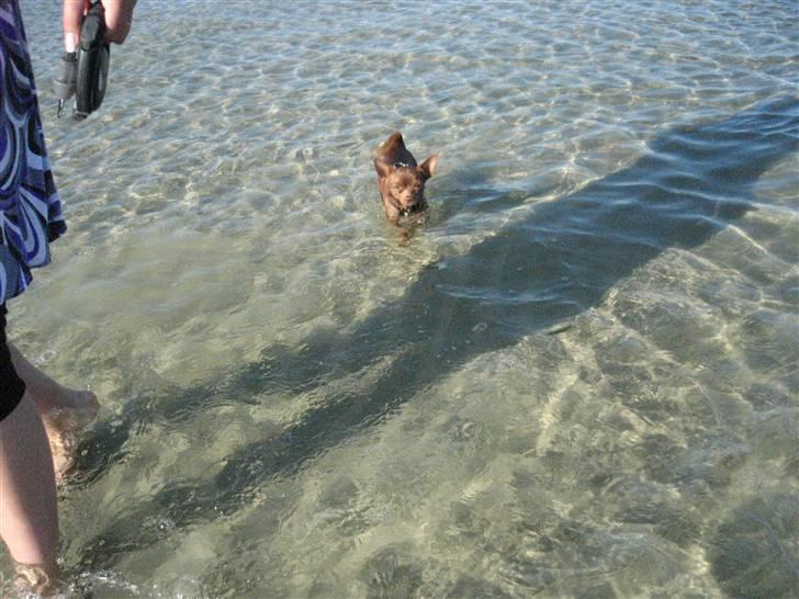 Chihuahua Bailey - Ude og svømme.. deeejligt :) billede 17