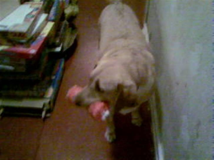 Labrador retriever Molly billede 9