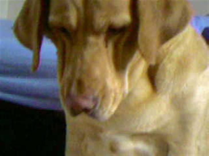 Labrador retriever Molly billede 10