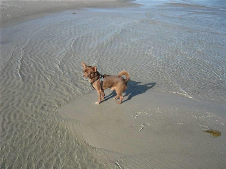 Chihuahua Bailey - Første gang på stranden.. billede 18