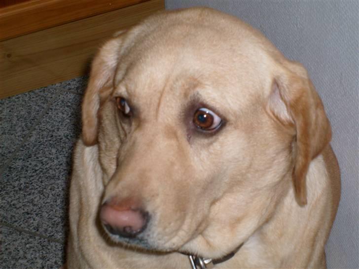 Labrador retriever Molly billede 11