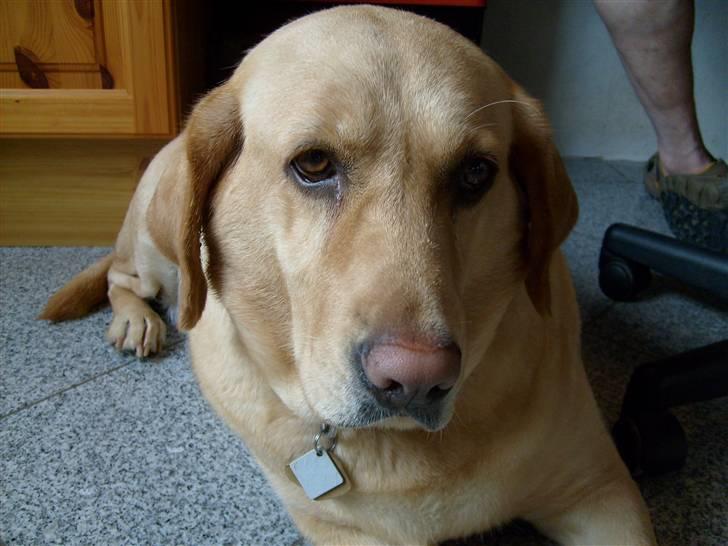 Labrador retriever Molly billede 12