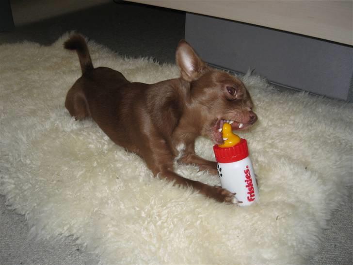 Chihuahua Bailey - Har lige fået nyt legetøj som selvfølgelig skal ødelægges.. :D billede 20