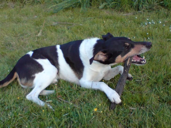 Dansk svensk gaardhund Kvik  - Tygge på en pind er bare sagen... billede 11