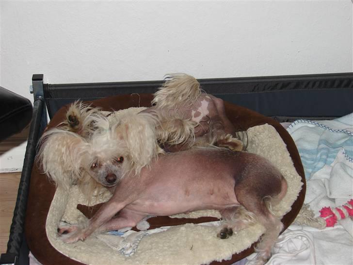 Chinese crested hårløs tulle billede 1