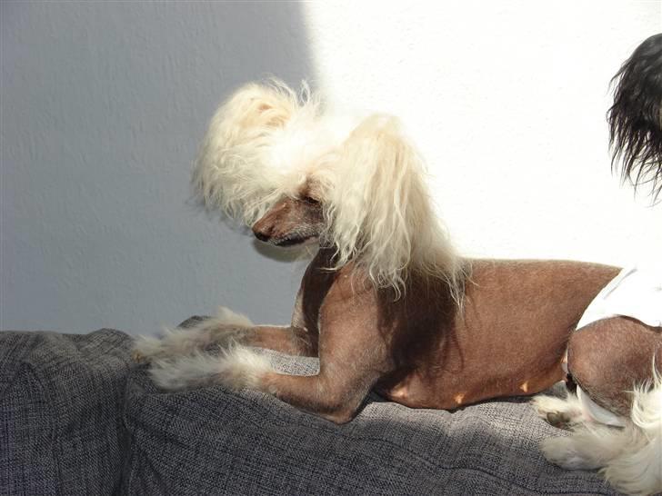 Chinese crested hårløs tulle billede 2