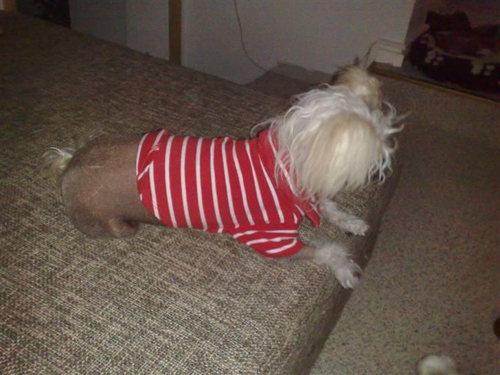 Chinese crested hårløs tulle billede 3