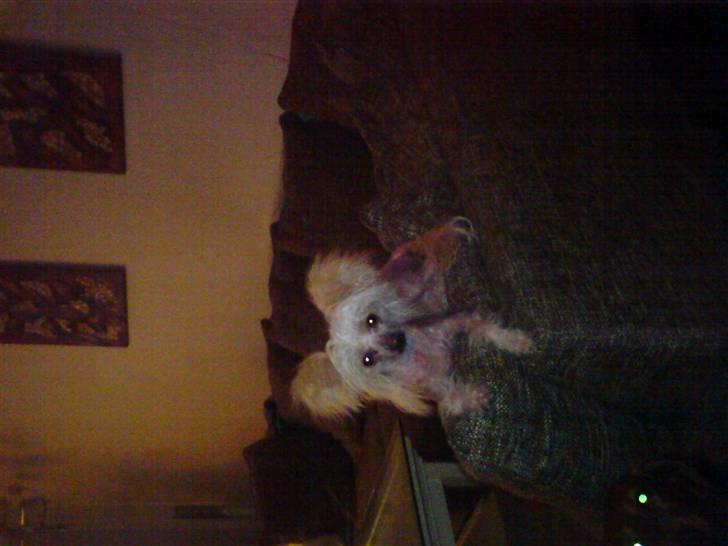 Chinese crested hårløs tulle billede 4