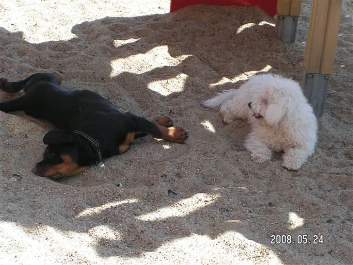Rottweiler Luna (2008-2008) - luna og teddy på legepladsen.. billede 10