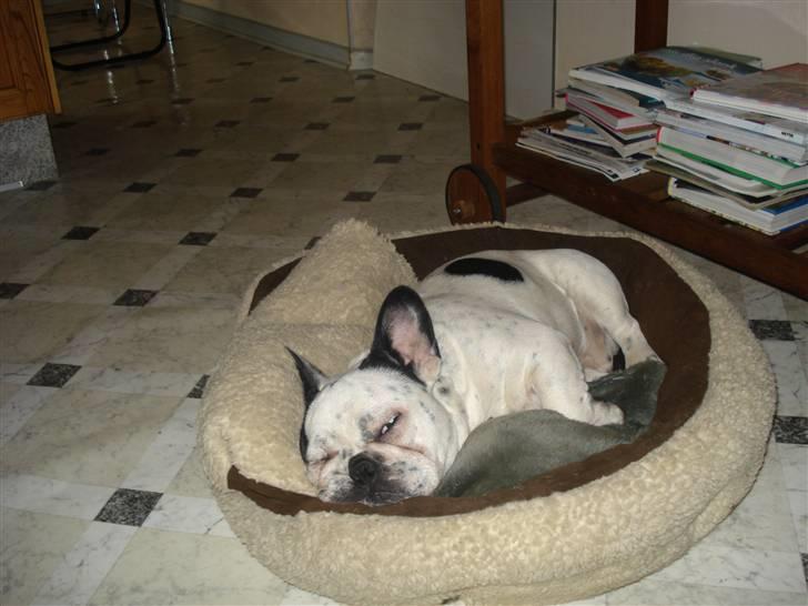 Fransk bulldog Gandorf  - Han er så træt at han må sove billede 1