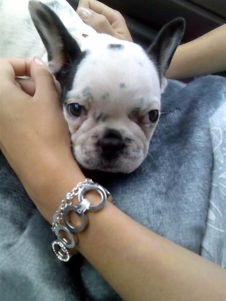 Fransk bulldog Gandorf  - Her har jeg lige hente gandorf billede 2