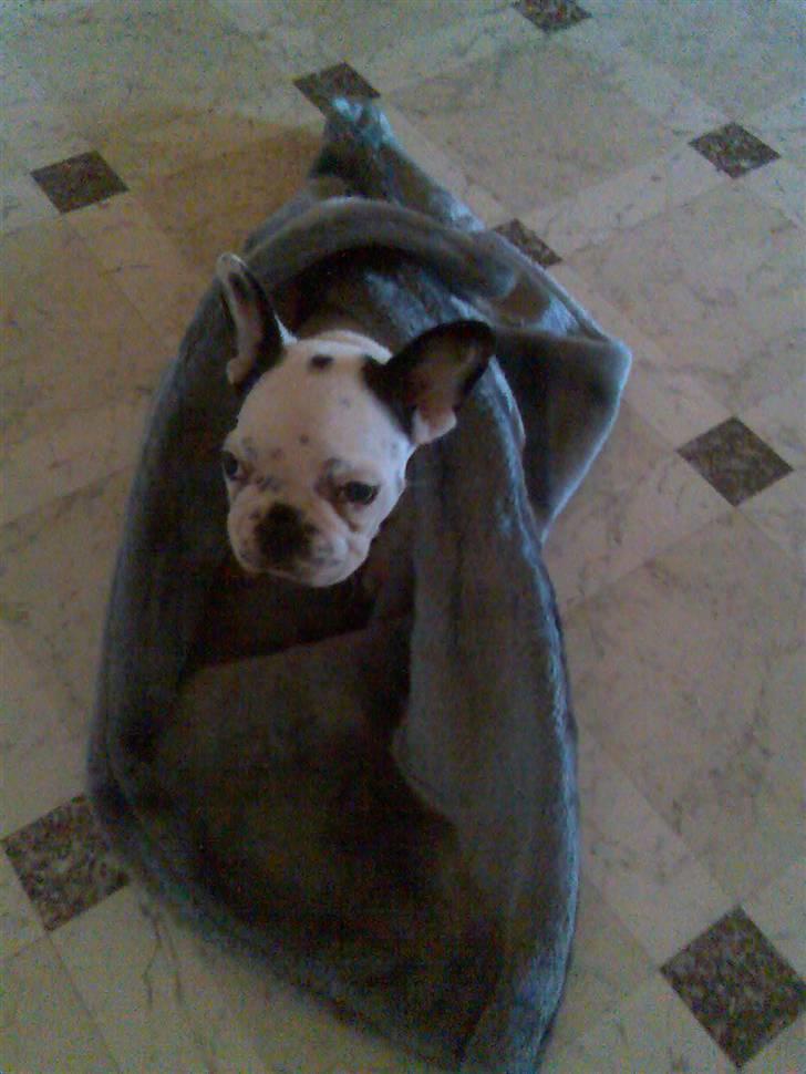 Fransk bulldog Gandorf  - Han fyser så han må under tæppe billede 3